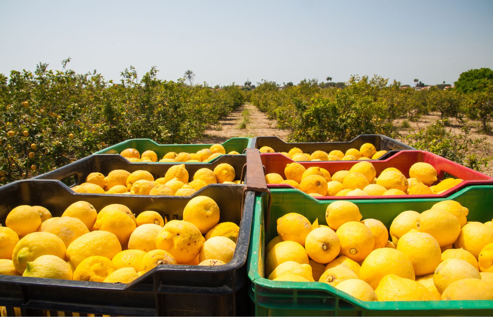En este momento estás viendo Marcelo Ruiz Juarez: la ingeniería logística detrás de la expansión global